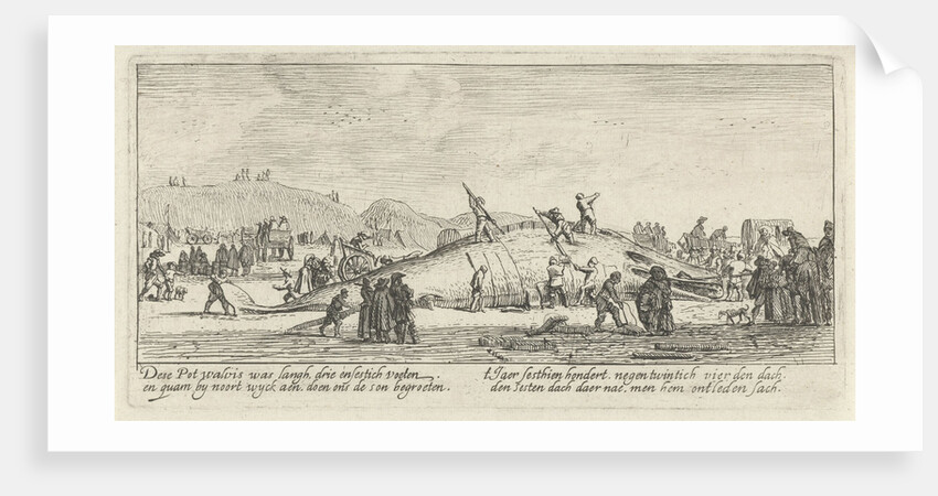 Whale stranded in Noordwijk, The Netherlands 1629 by Anonymous