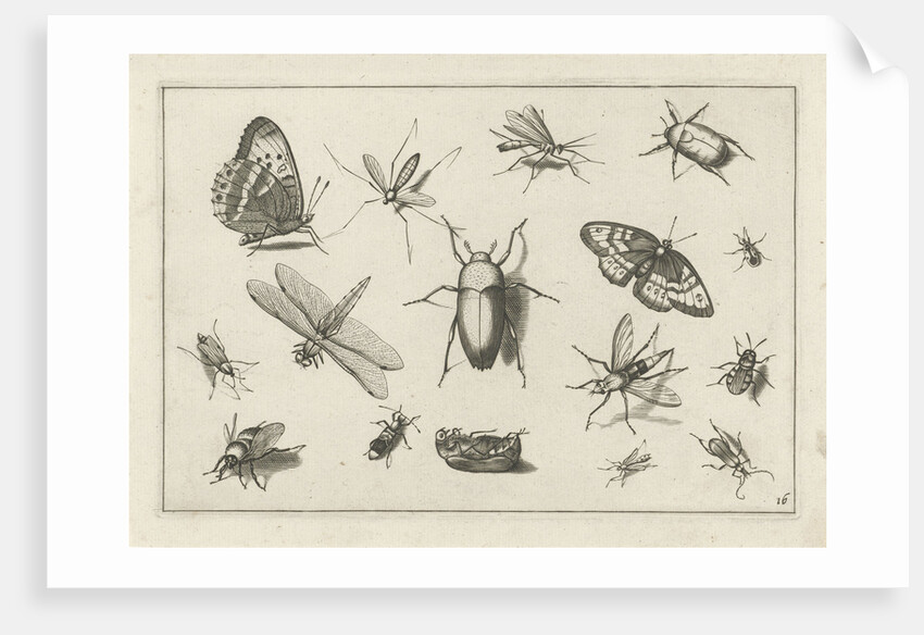 Insects by Claes Jansz. Visscher II