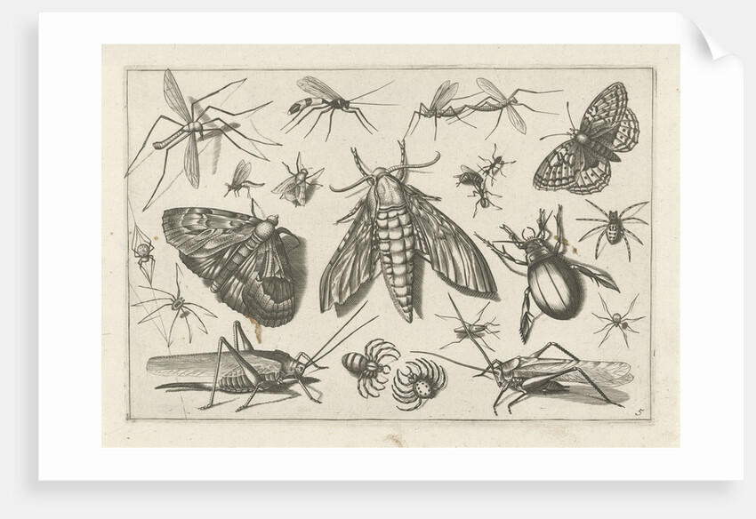 Insects by Claes Jansz. Visscher II