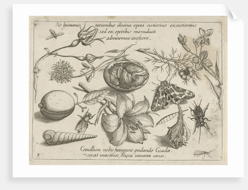 Insects, plants and shells around a chick in an egg by Joris Hoefnagel