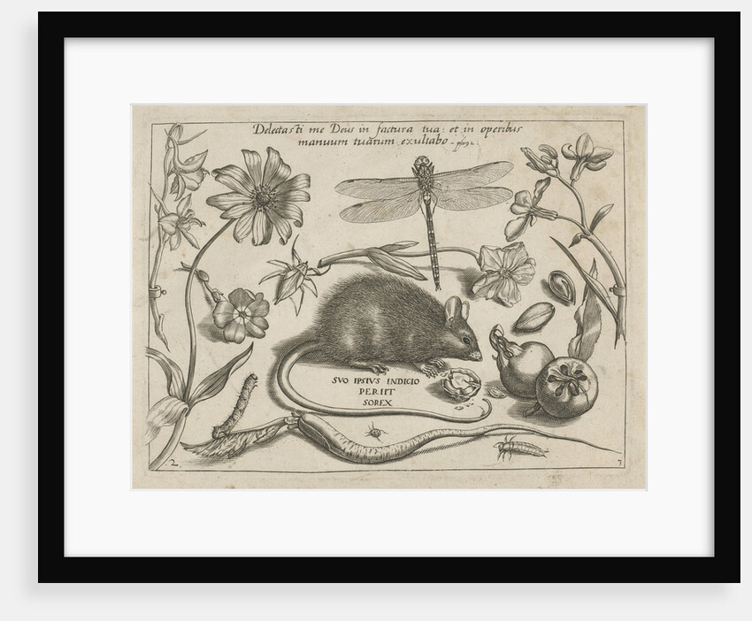 insects, plants and fruits around a rat by Christoph Weigel