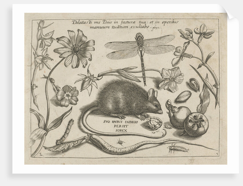 insects, plants and fruits around a rat by Christoph Weigel