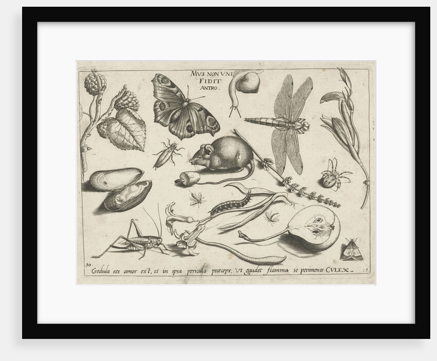 Animals, plants and fruits around a mouse by Joris Hoefnagel