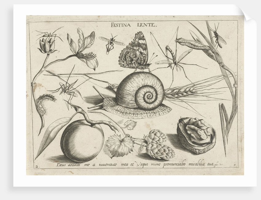 Animals, plants and fruits around a snail by Christoph Weigel