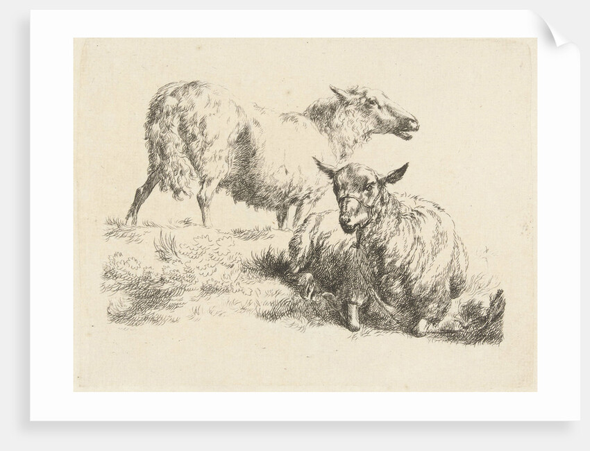 Lying sheep with halter and a standing sheep by Anonymous