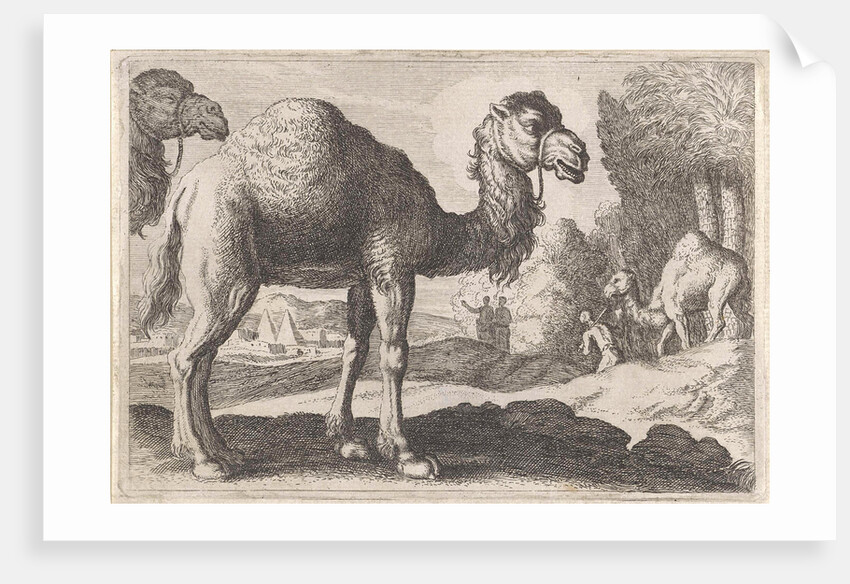 Camels by Herman van Swanevelt