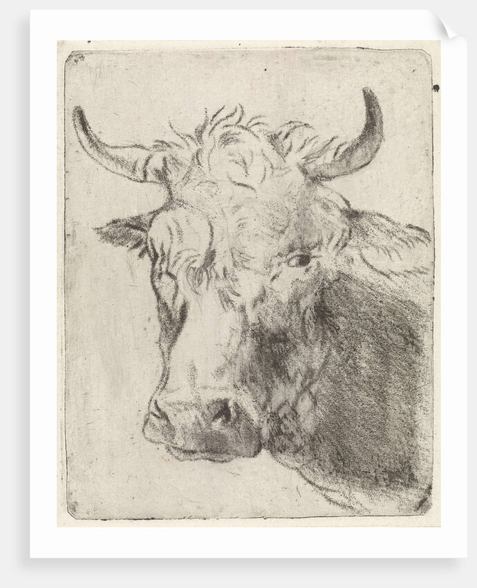 Ox head, left by Pieter Janson