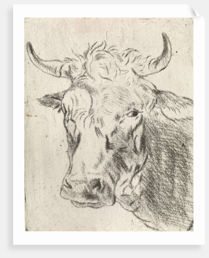 Ox head, left by Pieter Janson