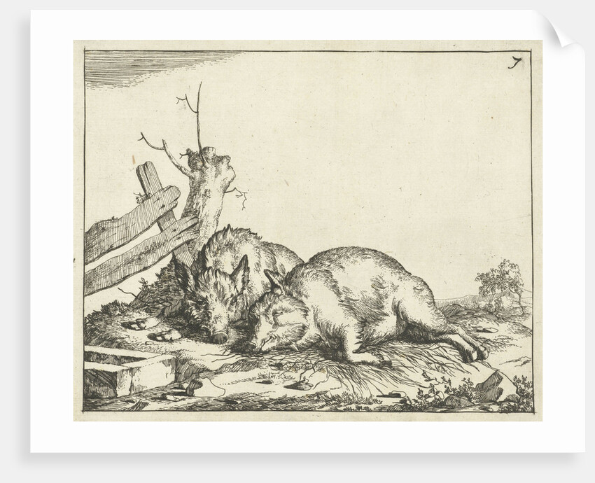 Two pigs lying near a fence by Paulus Potter