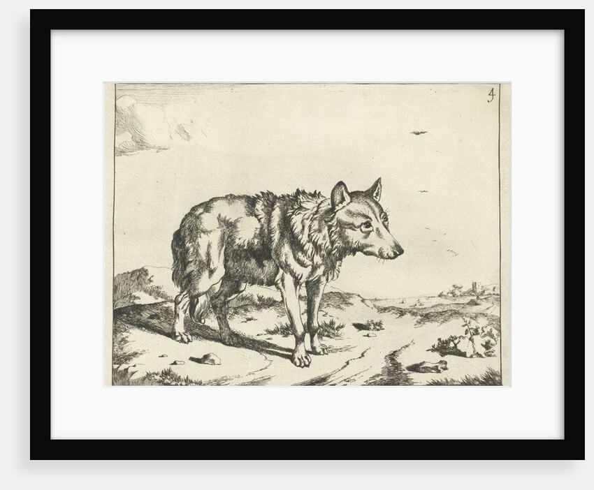 Standing wolf, and profil by Paulus Potter