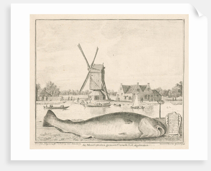 Cod caught in 't Spaarne by Cornelis van Noorde