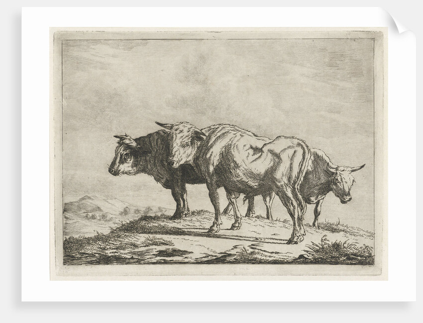 Three oxen by Pieter Gaal