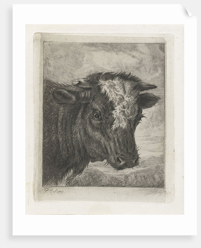 Head of a cow with white kol by Jacobus Cornelis Gaal