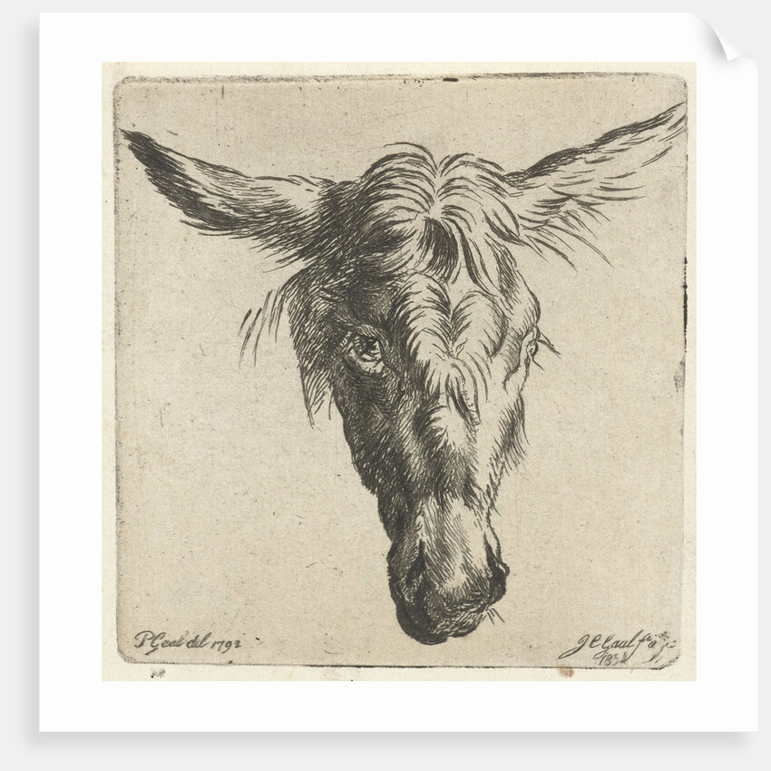 Head of a donkey by Nicolaes Pietersz. Berchem