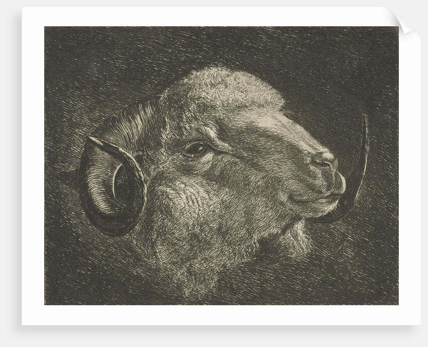 Head of a ram with twisted horns backward by Jacobus Cornelis Gaal