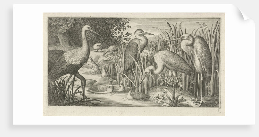 Storks and ducks at a pond by Jan van Londerseel