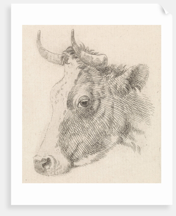 Head of a bull by Dirk van Oosterhoudt