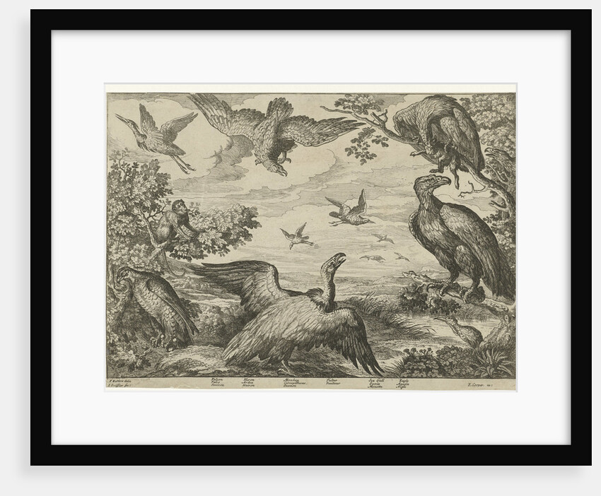 Various birds and a monkey by Edward Cooper