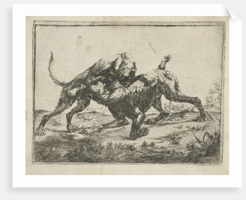 Fighting dogs by Pauwels van Hillegaert