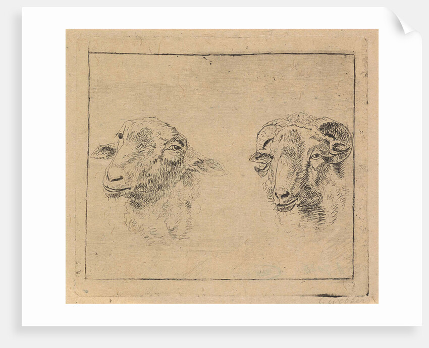 Head of a ram and head of a sheep by Carel Webbers