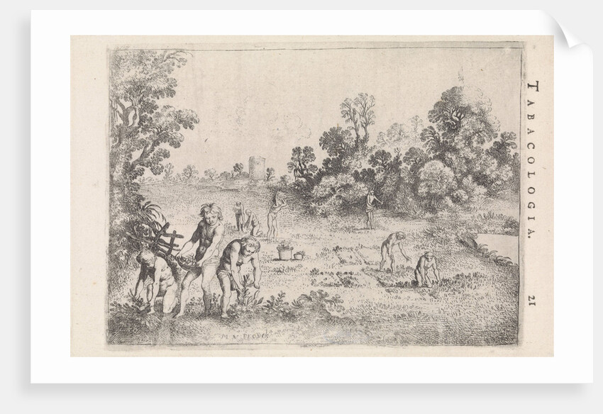 Indians picking tobacco by Isaac Elzevier