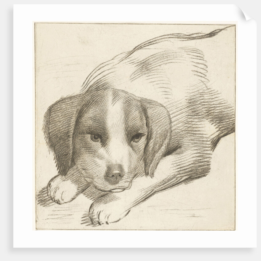 Lying dog by Cornelis Visscher II