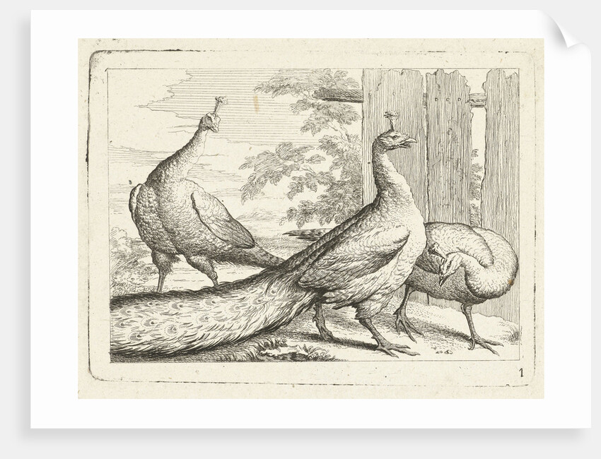 Three peacocks by Peter Casteels III