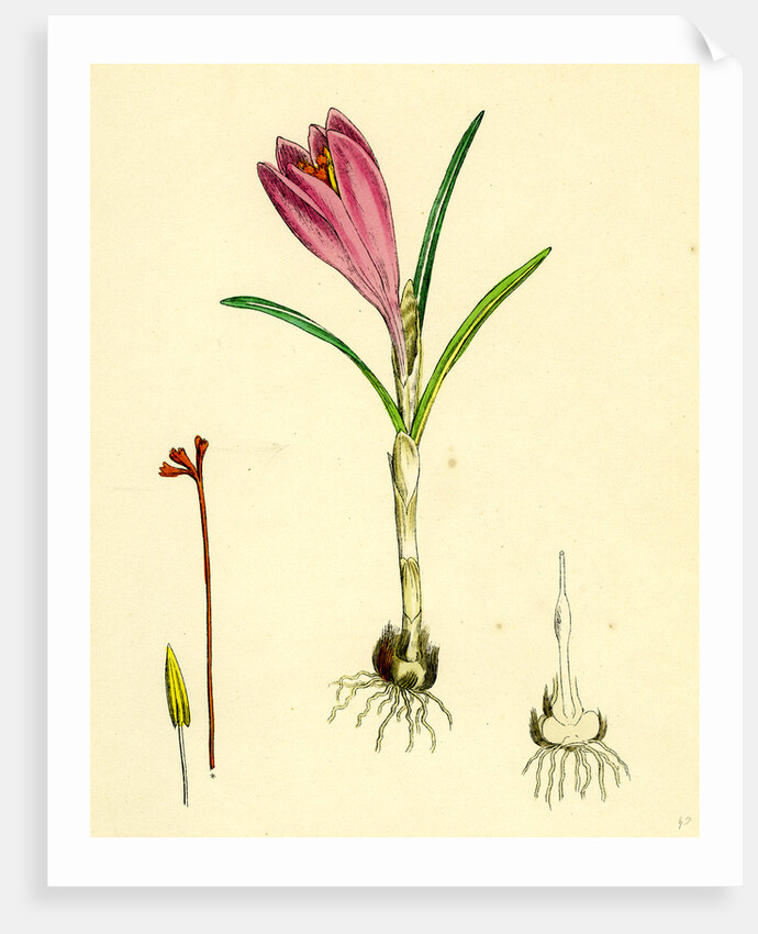 Crocus Vernus Purple Crocus by Anonymous