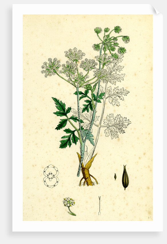 Chaerophyllum Temulum Rough Chervil by Anonymous