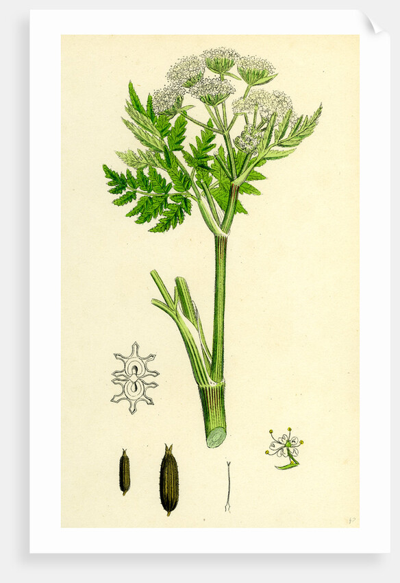 Myrrhis Odorata Sweet Cicely by Anonymous