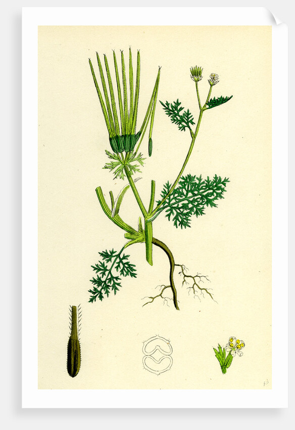 Scandix Pecten-Veneris Common Venus'-Comb by Anonymous