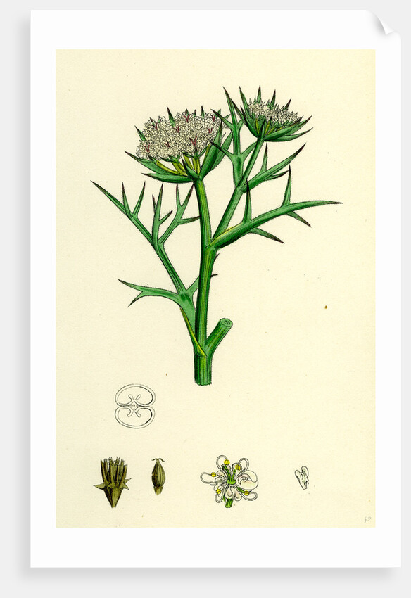 Echinophora Spinosa Sea Prickly-Samphire by Anonymous