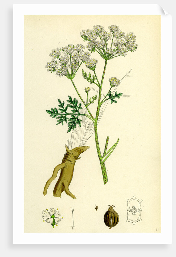 Conium Maculatum Common Hemlock by Anonymous