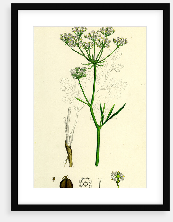 Physospermum Cornubiense Cornish Bladder-Seed by Anonymous