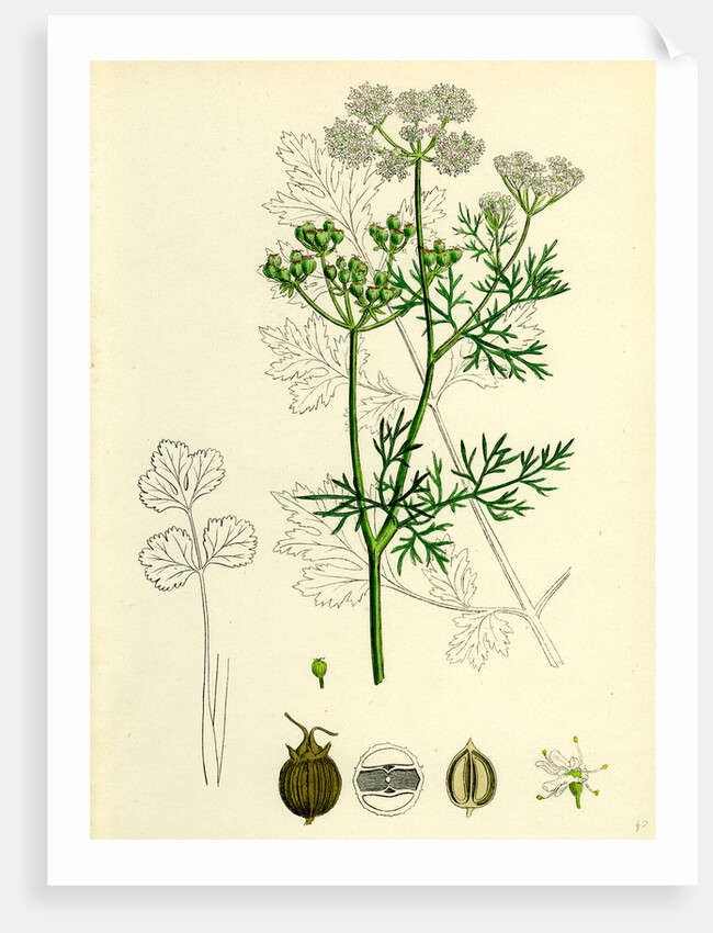 Coriandrum Sativum Common Coriander by Anonymous