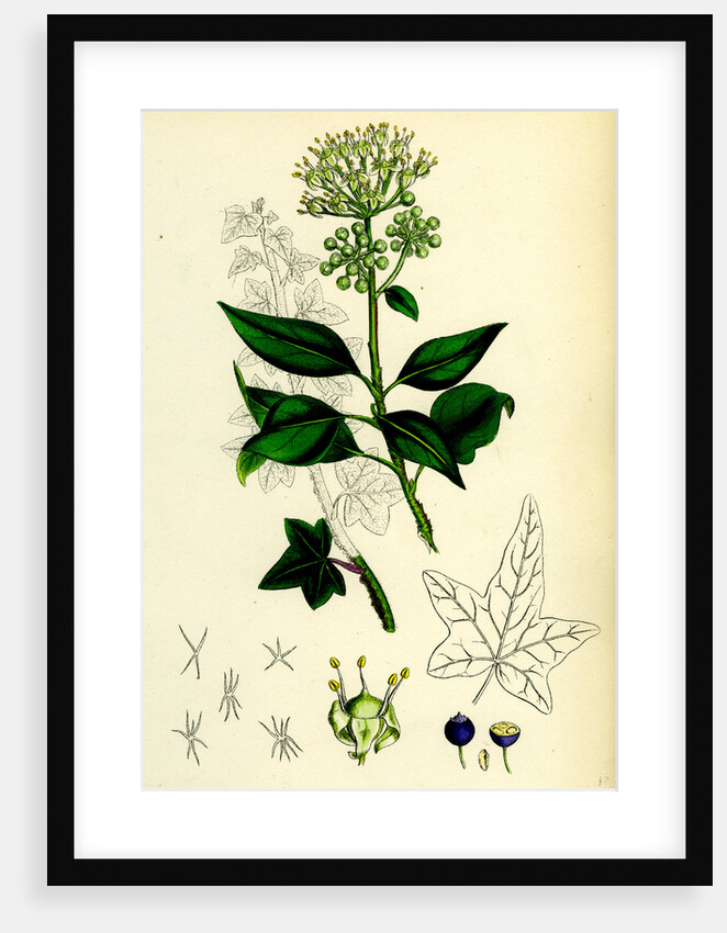 Hedera Helix Common Ivy by Anonymous