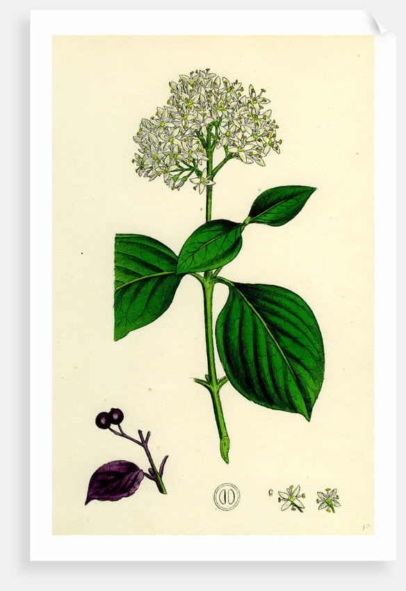 Cornus Sanguinea Common Dogwood by Anonymous