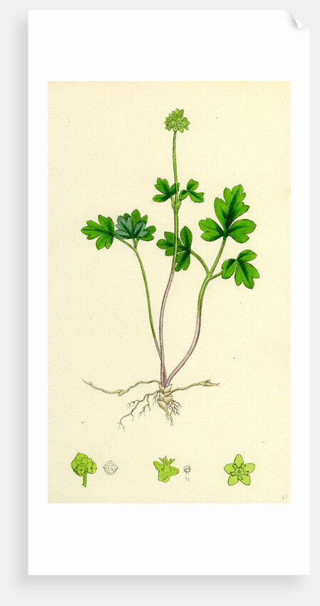 Adoxa Moschatellina Tuberous Moschatel by Anonymous