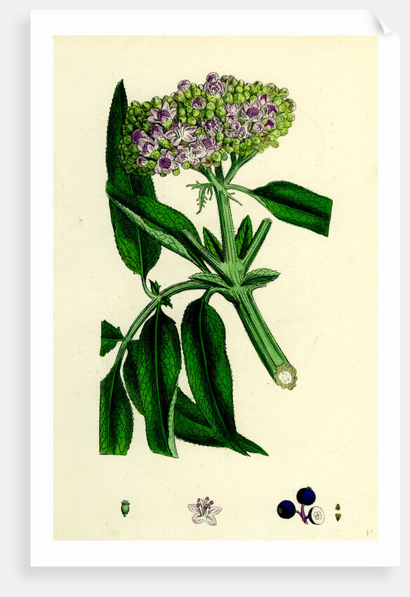 Sambucus Ebulus Danewort by Anonymous