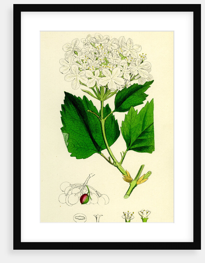 Viburnum Opulus Common Guelder-Rose by Anonymous