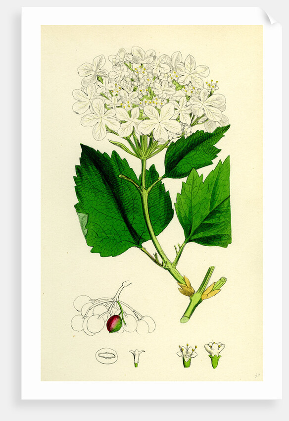 Viburnum Opulus Common Guelder-Rose by Anonymous