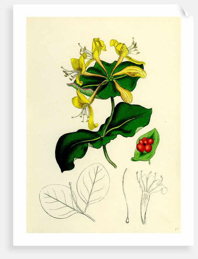 Lonicera Caprifolium Perfoliate Woodbine by Anonymous