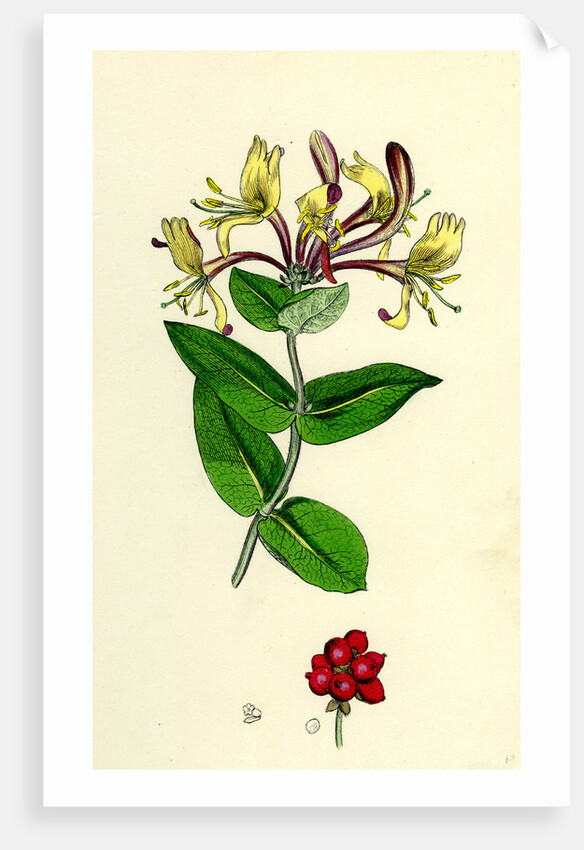 Lonicera Periclymenum Common Woodbine by Anonymous