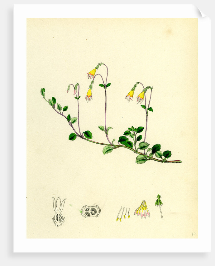 Linnaea Borealis Two-Flowered Linnaea by Anonymous