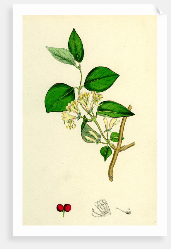 Lonicera Xylosteum Upright Fly-Honeysuckle by Anonymous