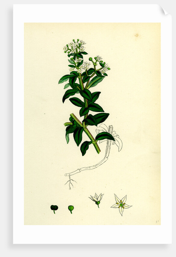 Rubia Peregrina Wild Madder by Anonymous