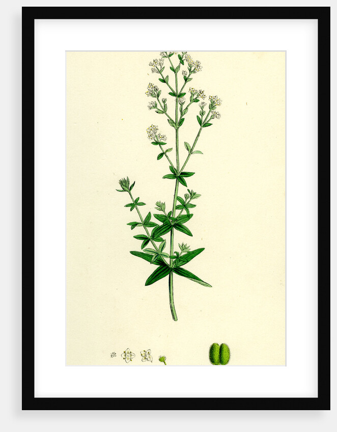 Galium Boreale Cross-Leaved Bedstraw by Anonymous