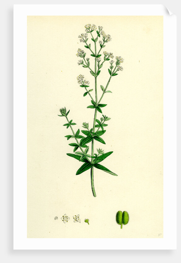 Galium Boreale Cross-Leaved Bedstraw by Anonymous