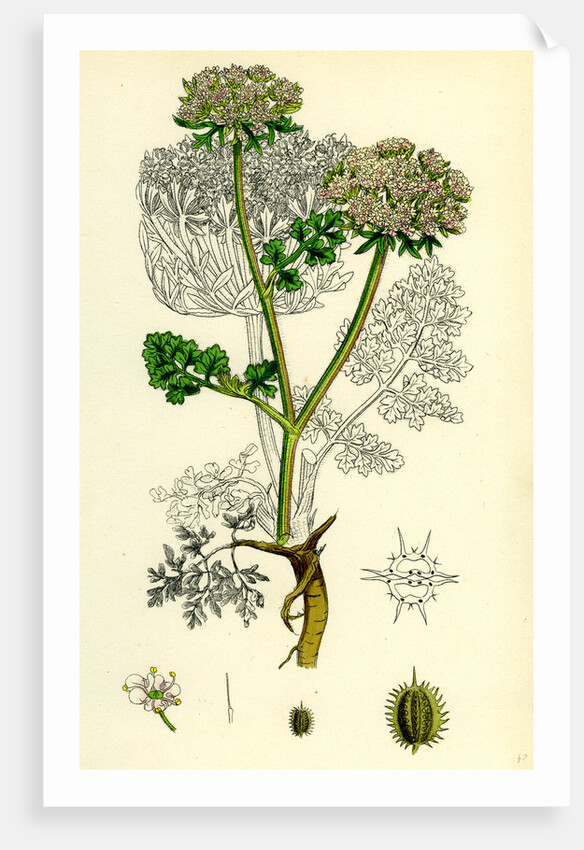 Daucus Carota Var. Gummifer Sea Carrot by Anonymous