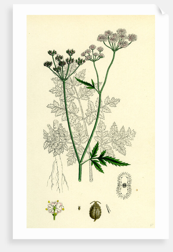 Caucalis Anthriscus Upright Hedge-Parsley by Anonymous